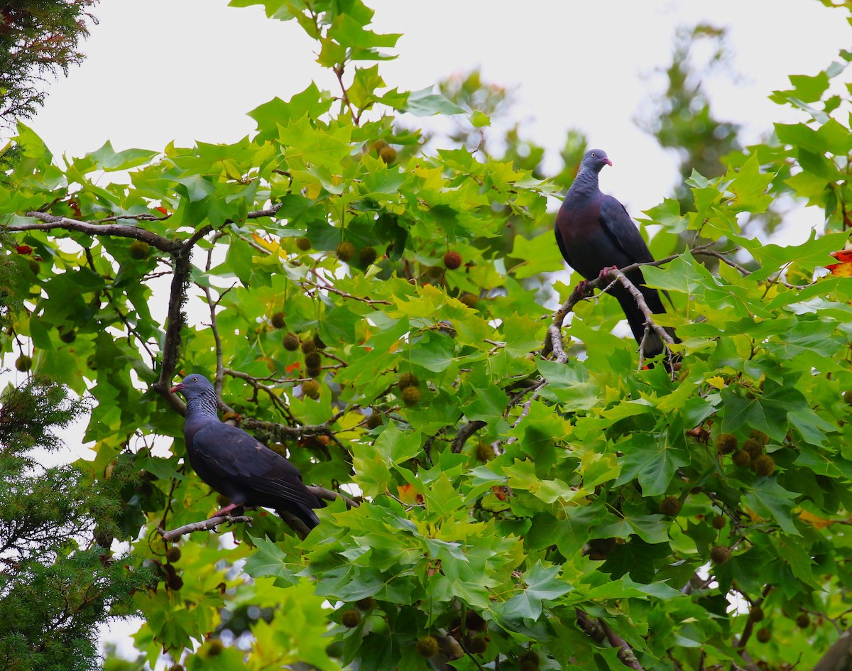 Trocaz Pigeon - ML622919068