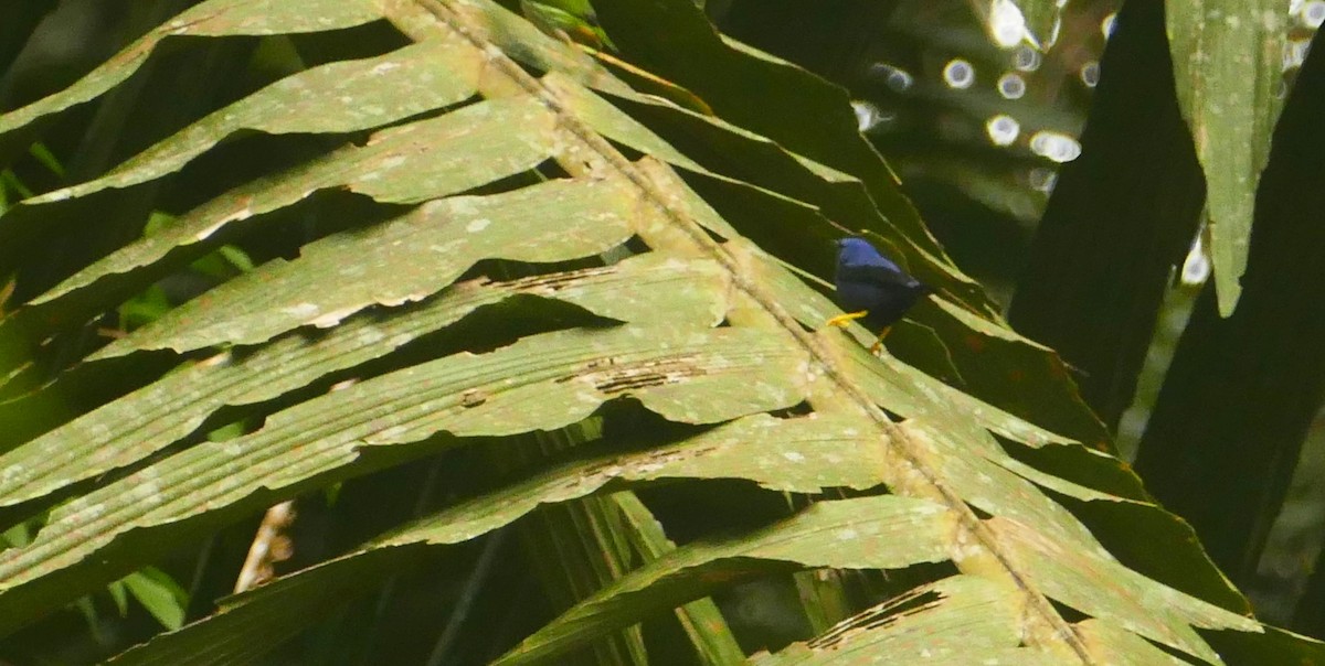 Mielerito Cerúleo - ML622919149