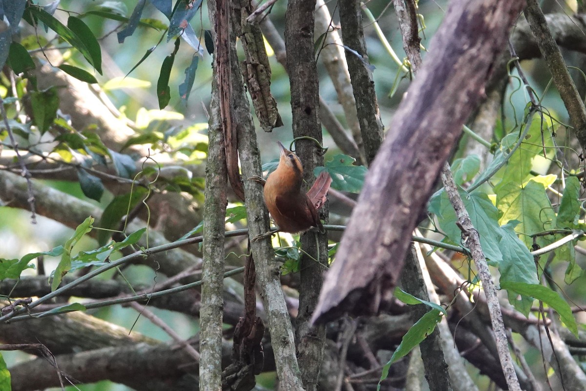 Ochre-breasted Foliage-gleaner - ML622919168