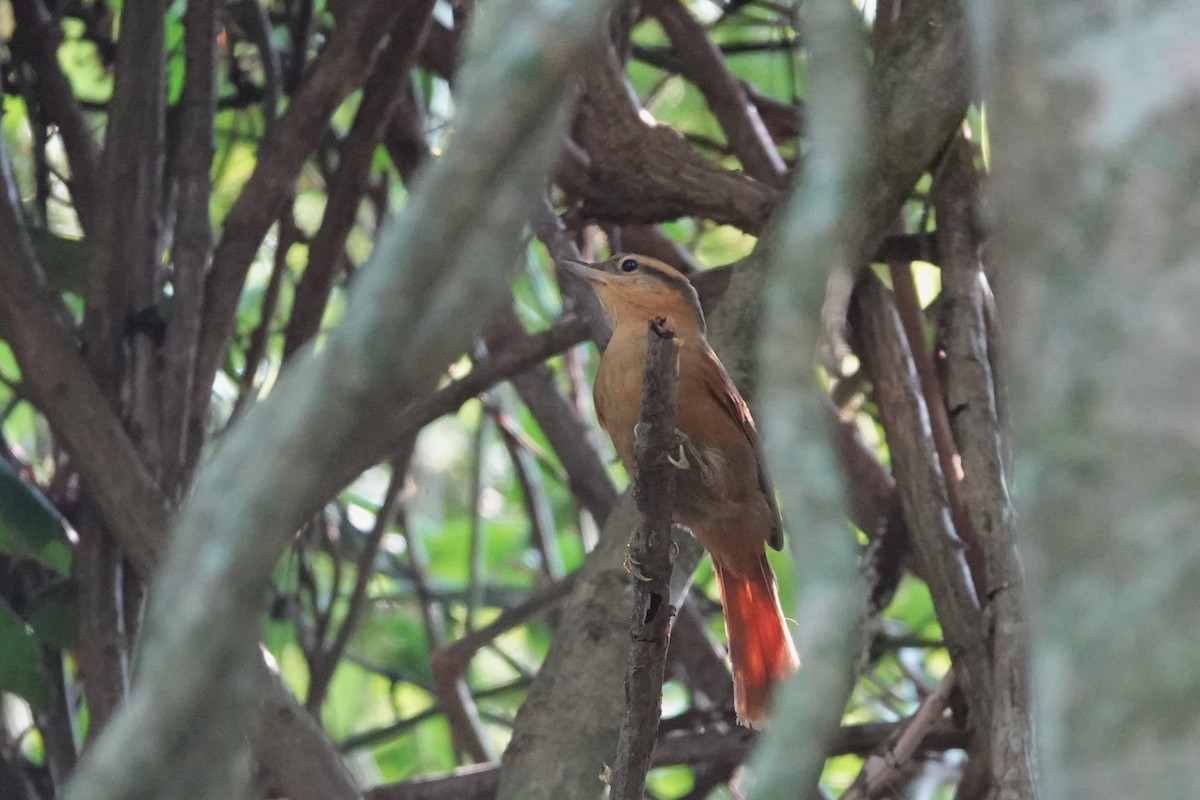 Ochre-breasted Foliage-gleaner - ML622919181