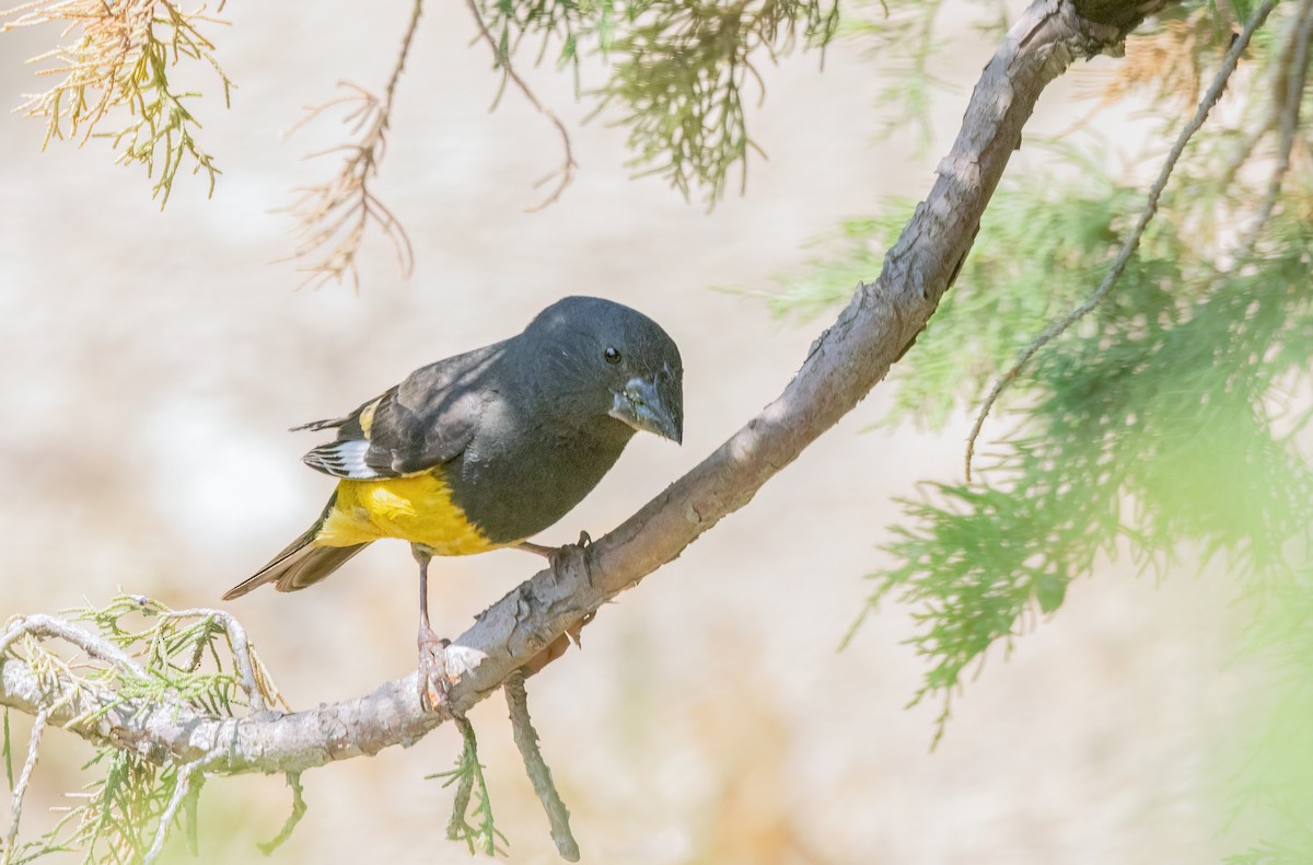 White-winged Grosbeak - Mahshid Hosseini