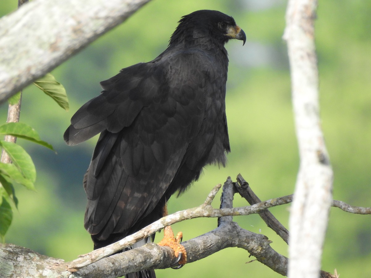 Common Black Hawk - ML622919222