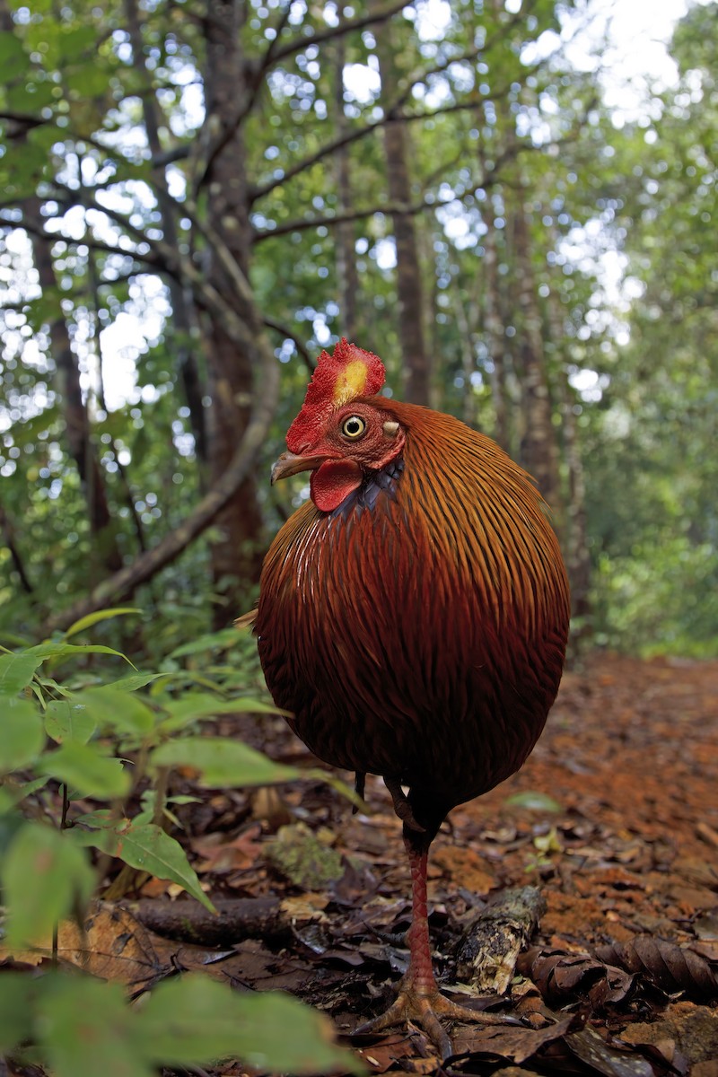 Sri Lanka Junglefowl - ML622919256