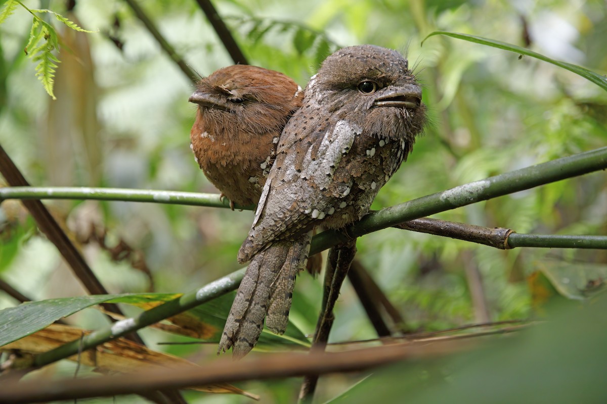 Sri Lanka Frogmouth - ML622919263