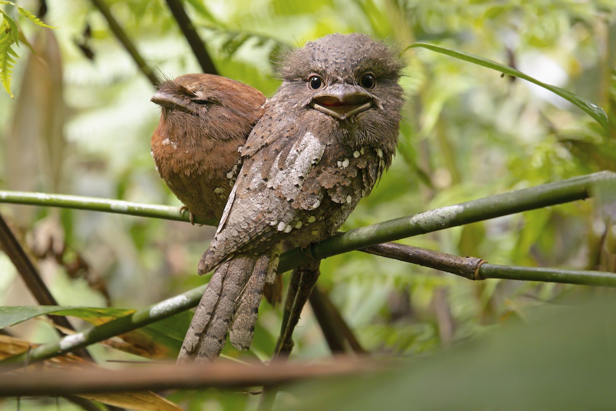 Sri Lanka Frogmouth - ML622919264