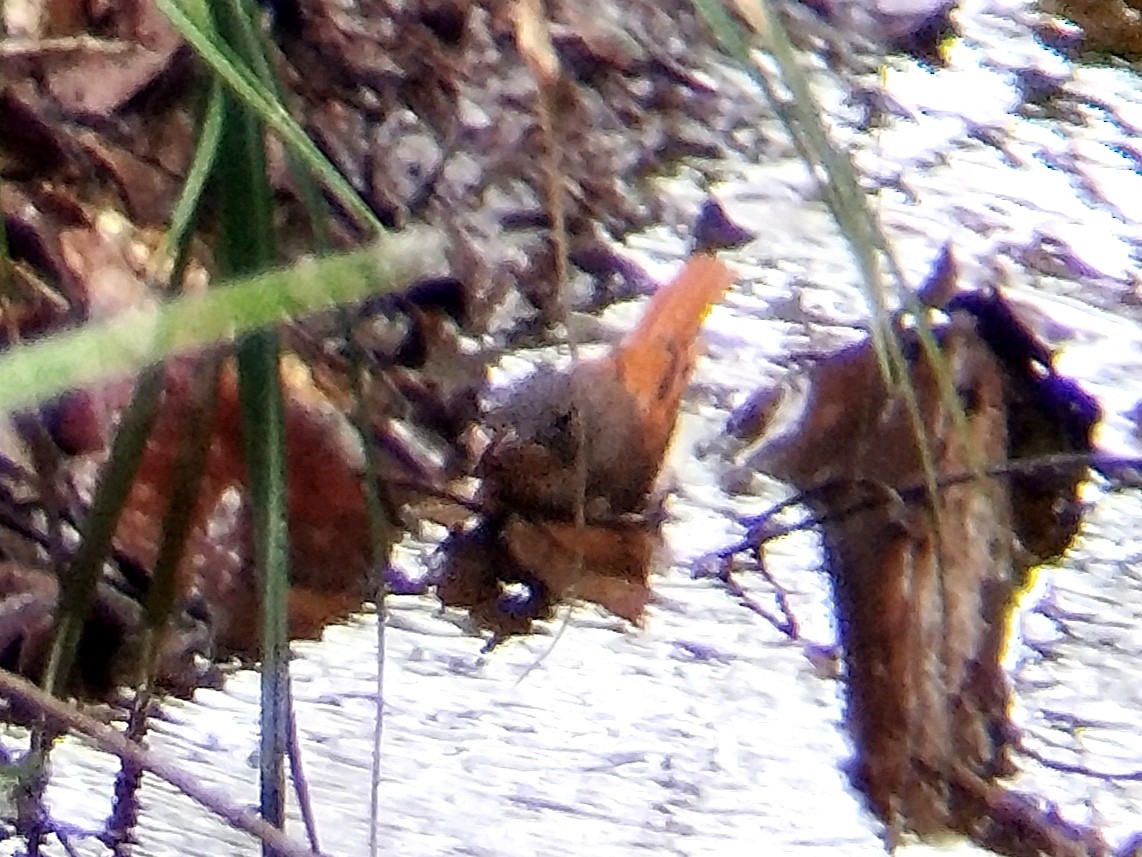 Rufous-winged Philentoma - ML622919290