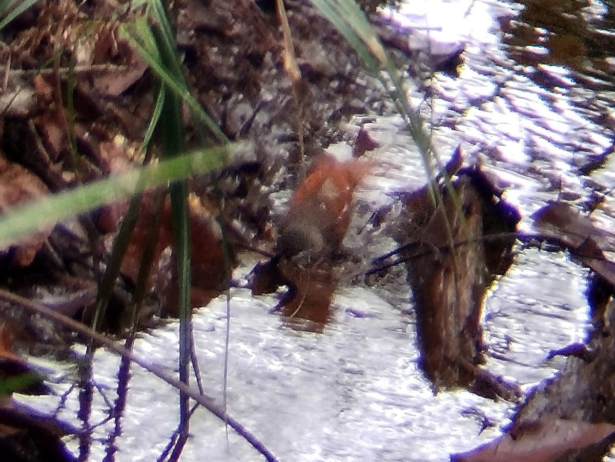 Rufous-winged Philentoma - ML622919291