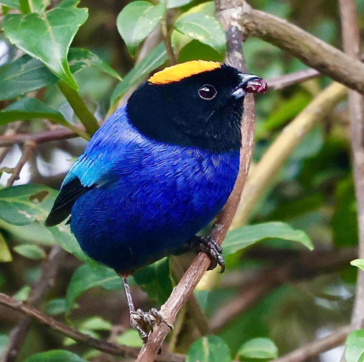 Golden-crowned Tanager - ML622919292