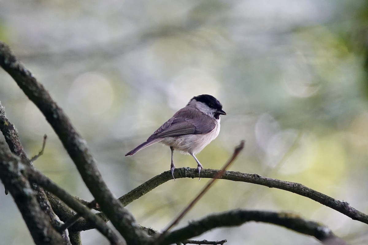 Marsh Tit - ML622919307