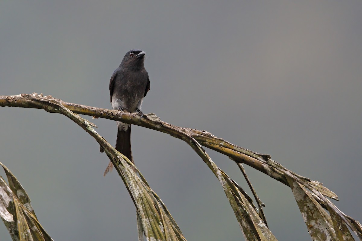 askedrongo - ML622919326