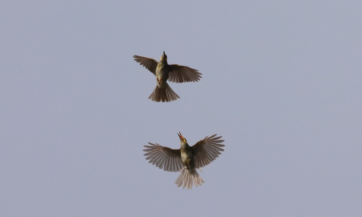 Eastern Wattled-Honeyeater - ML622919401