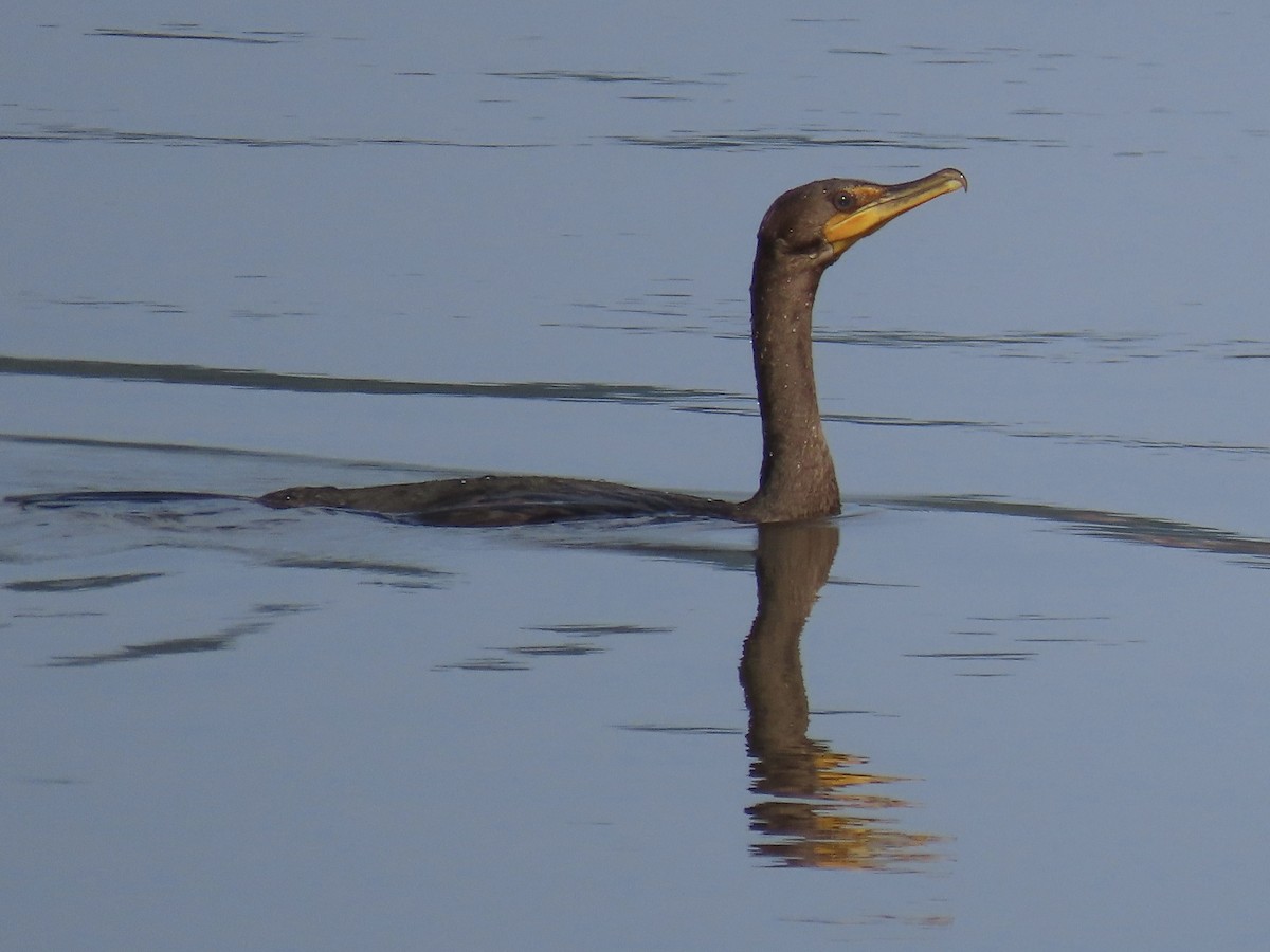 Double-crested Cormorant - ML622919503