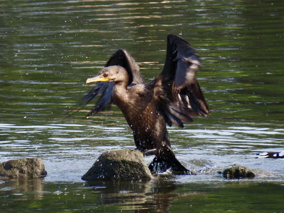 Double-crested Cormorant - ML622919504