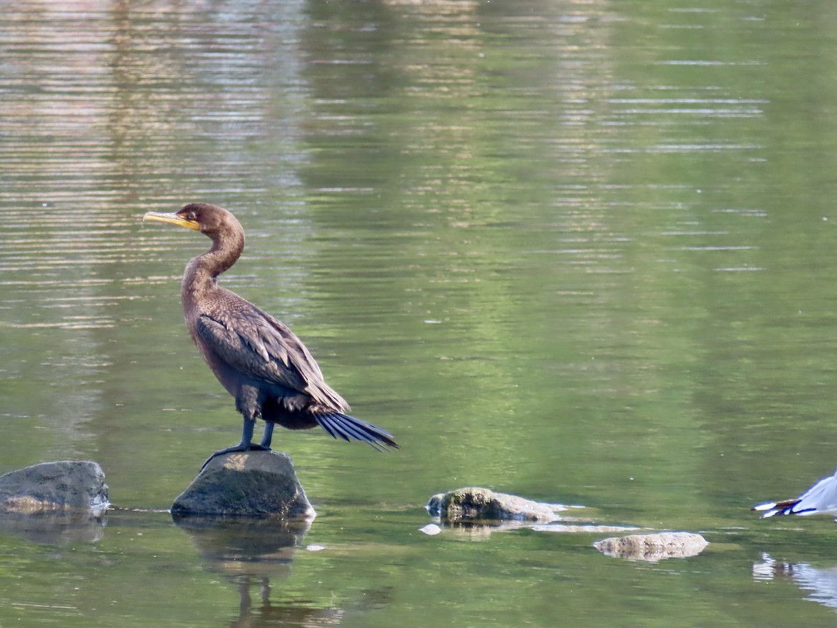 Double-crested Cormorant - ML622919507