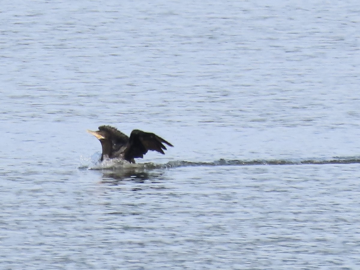 Neotropic Cormorant - ML622919538