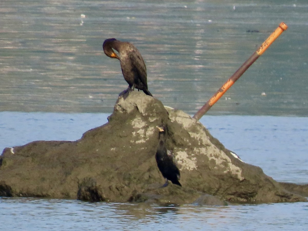 Neotropic Cormorant - ML622919540