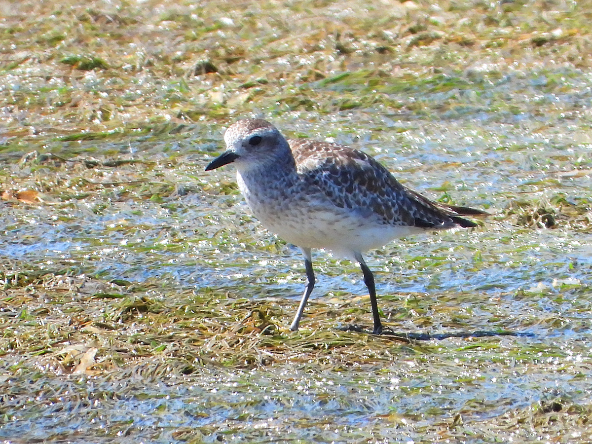 Black-bellied Plover - ML622919578