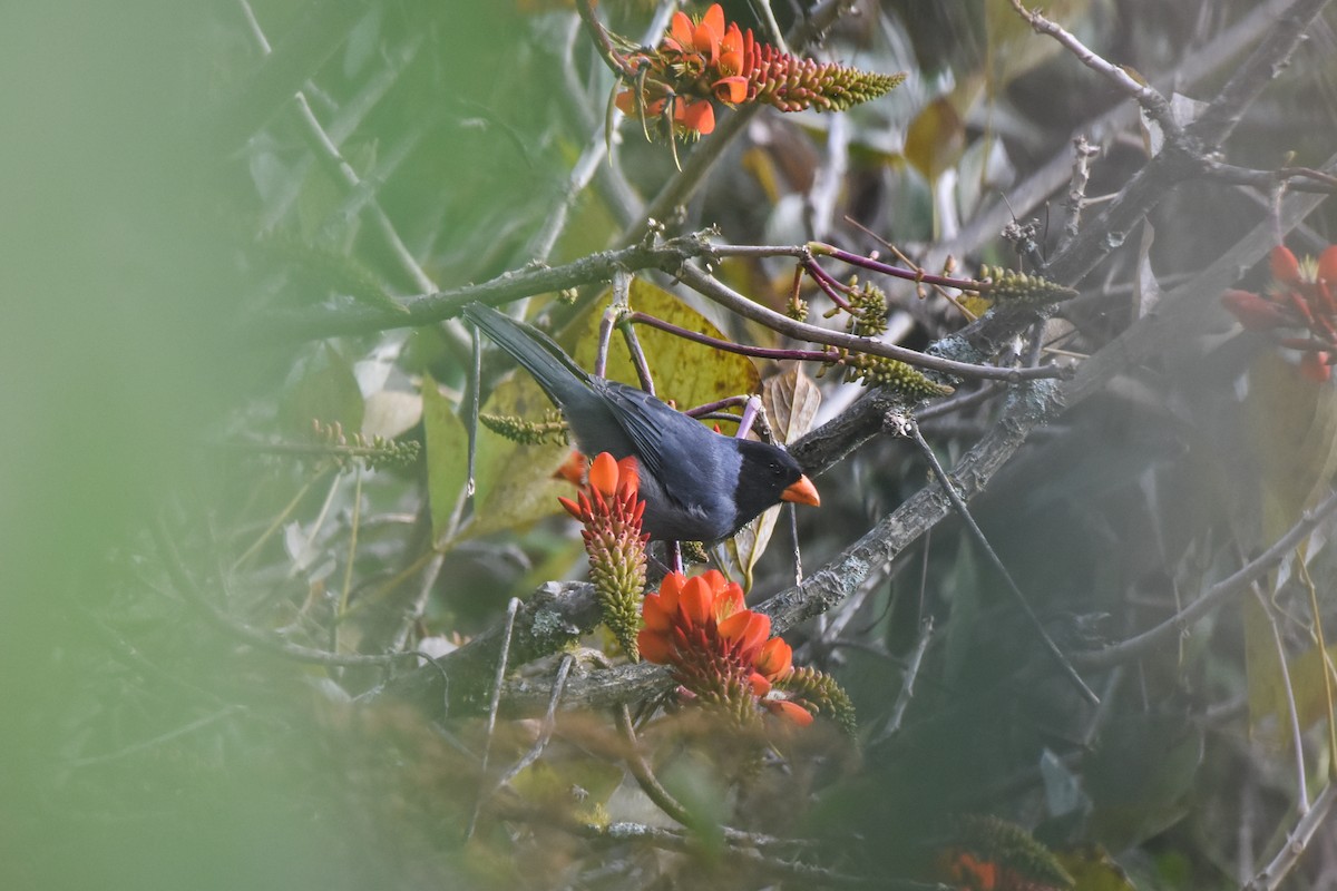 Black-cowled Saltator - ML622919641