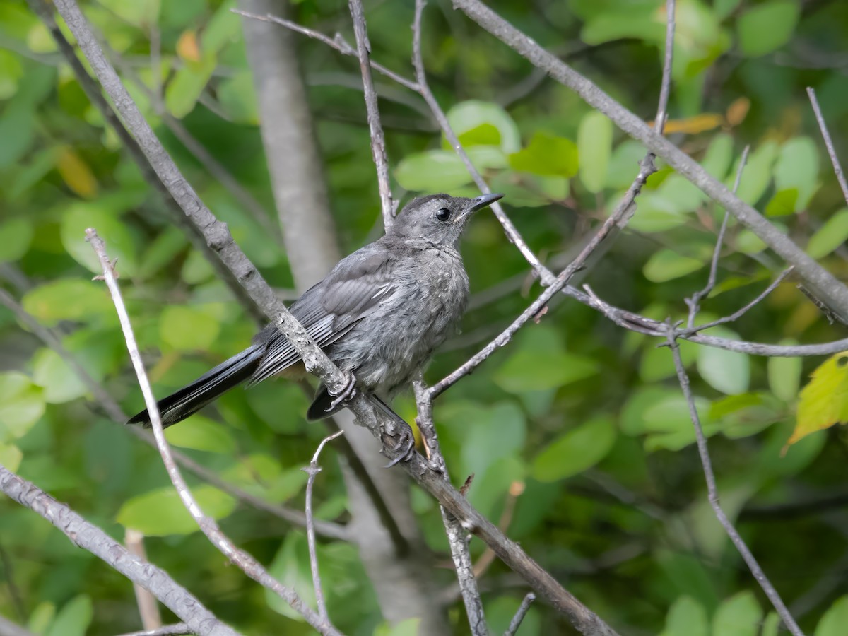 Gray Catbird - John Felton