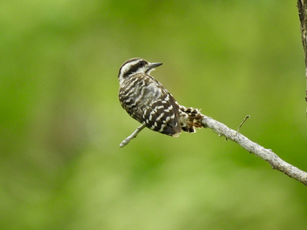 Sunda Pygmy Woodpecker - 蔡 爵宇