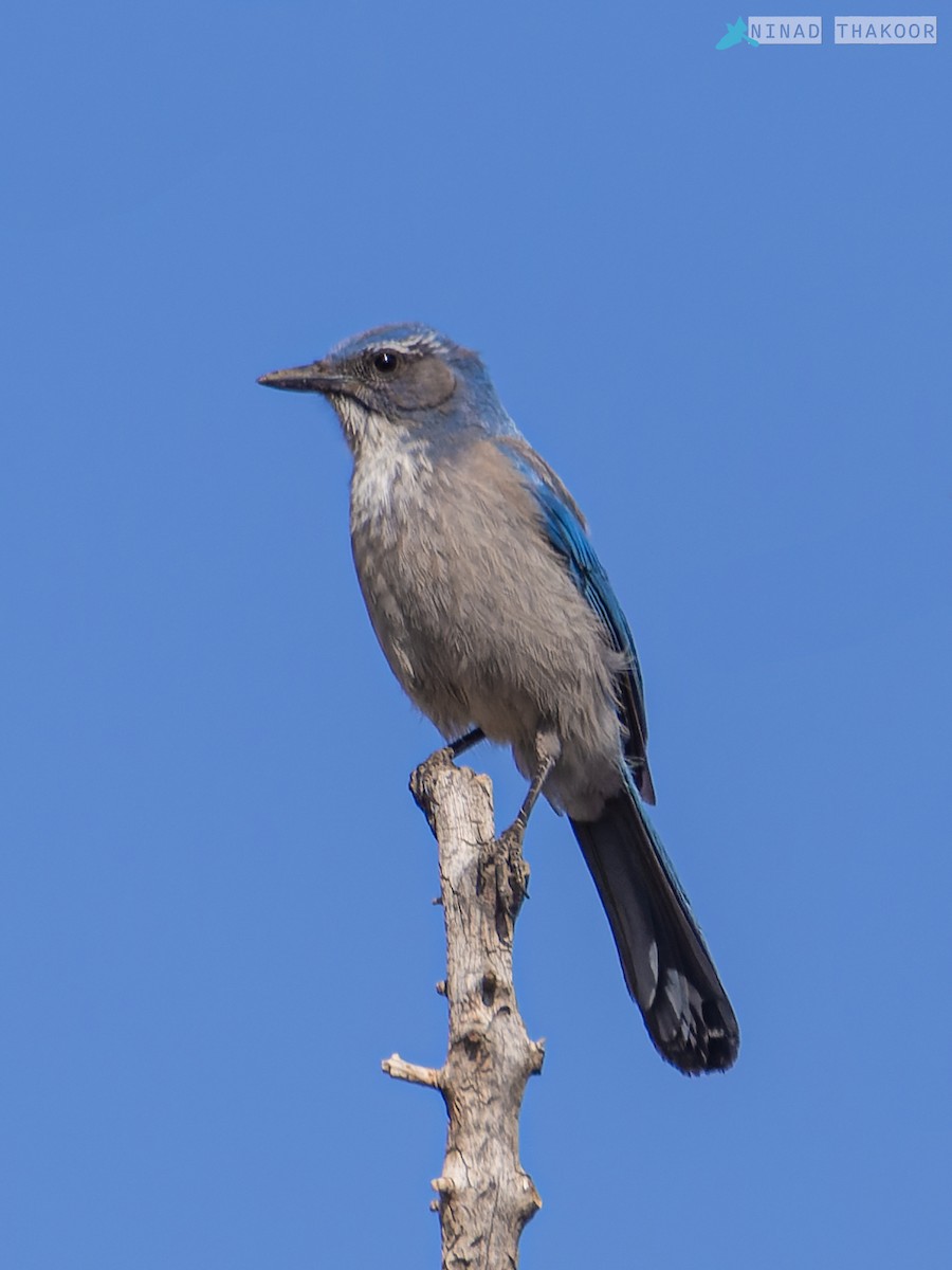 Woodhouse's Scrub-Jay (Woodhouse's) - ML622919667