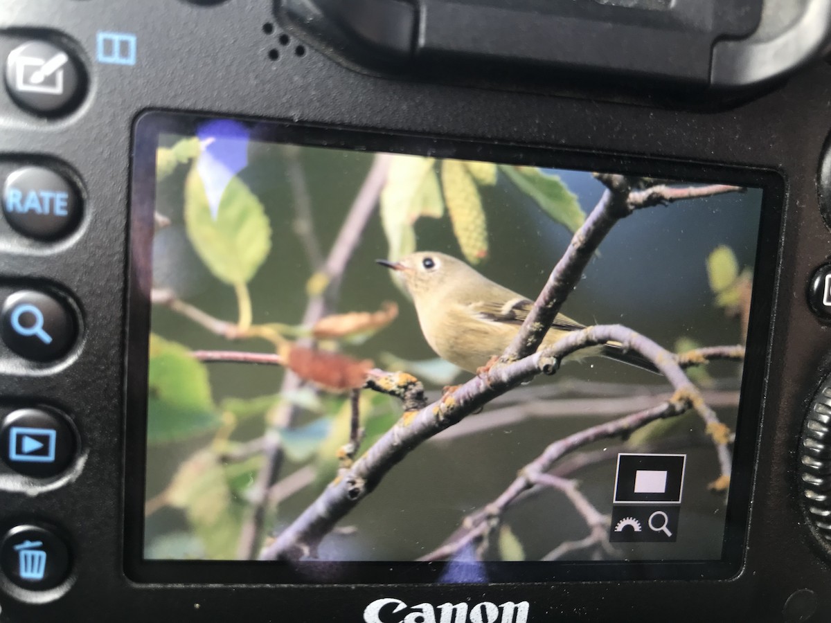 Ruby-crowned Kinglet - ML622919669