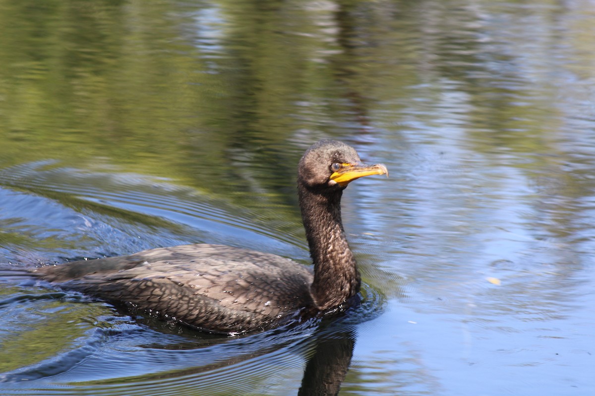 Double-crested Cormorant - Raspberry Yow-Fairs