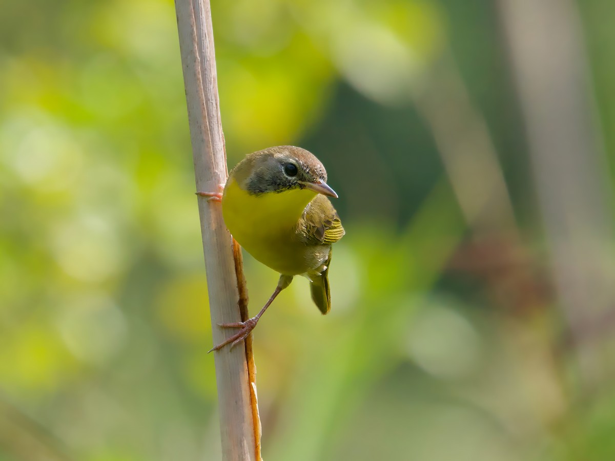 Common Yellowthroat - John Felton