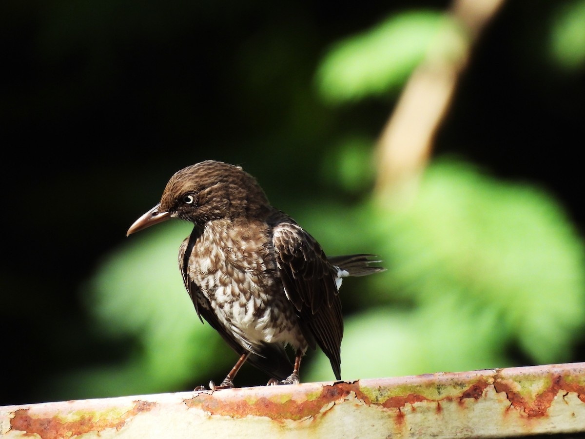 Pearly-eyed Thrasher - Eliezer Nieves-Rodriguez