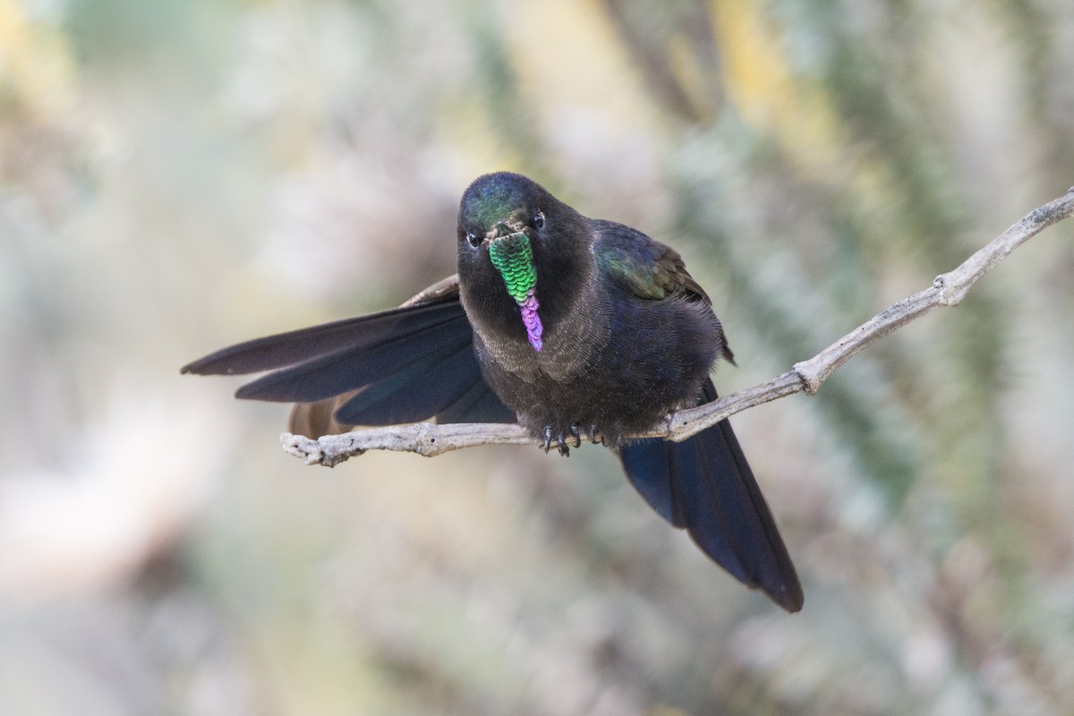 Blue-mantled Thornbill - ML622919683