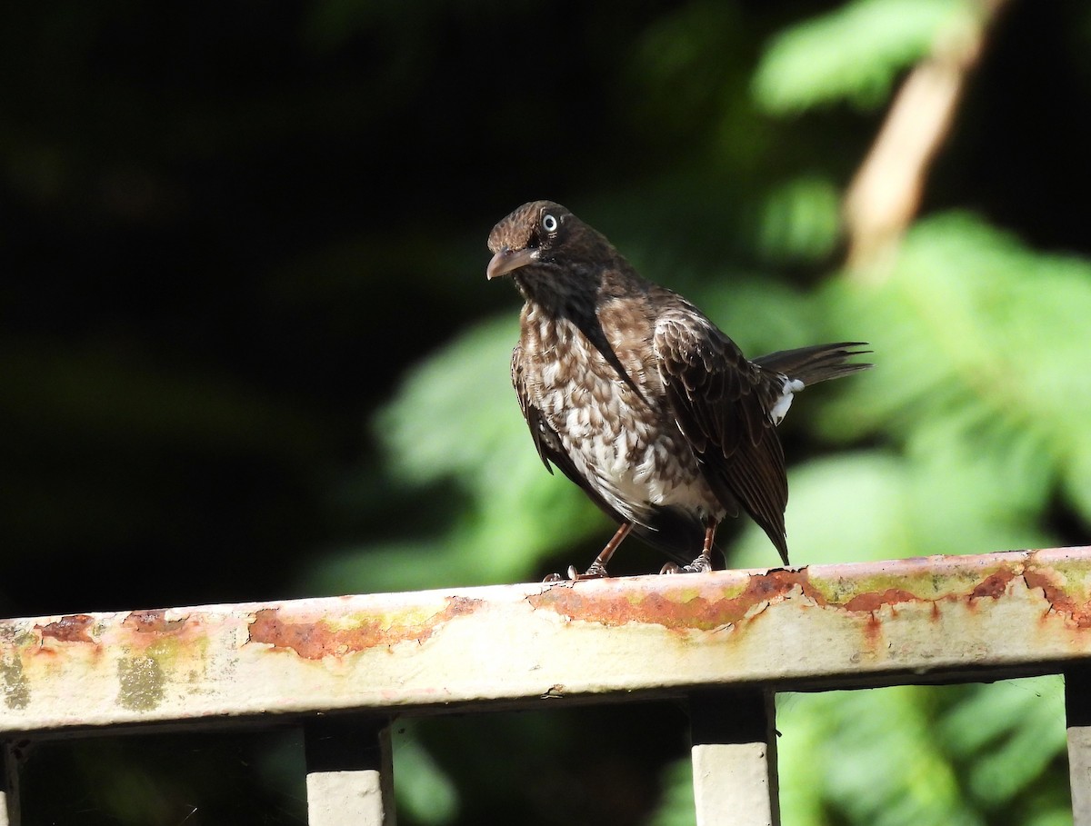 Pearly-eyed Thrasher - Eliezer Nieves-Rodriguez