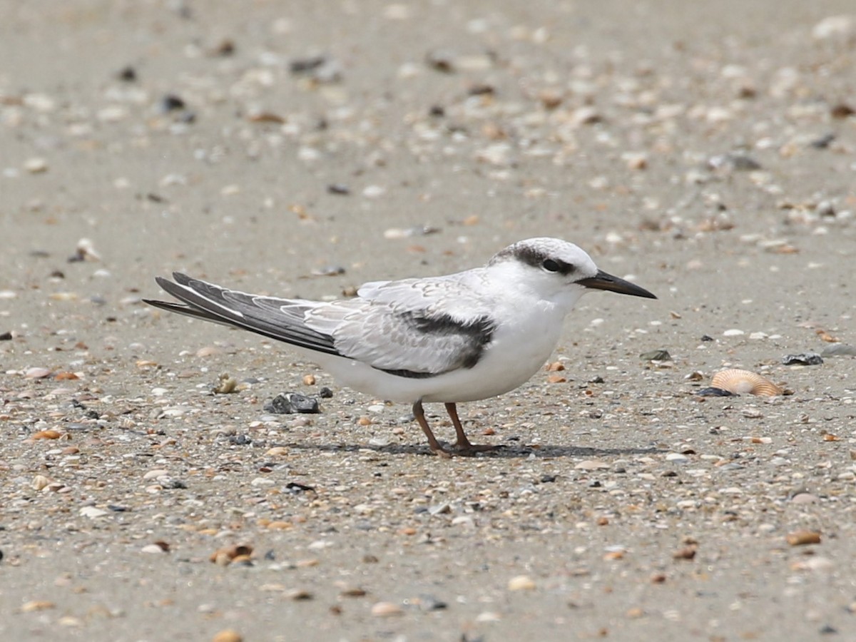 Least Tern - ML622919763