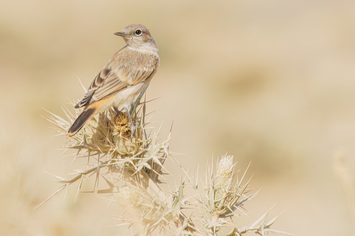 Persian Wheatear - ML622919801