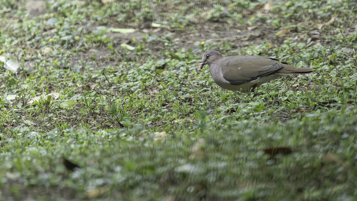 White-tipped Dove - ML622919884