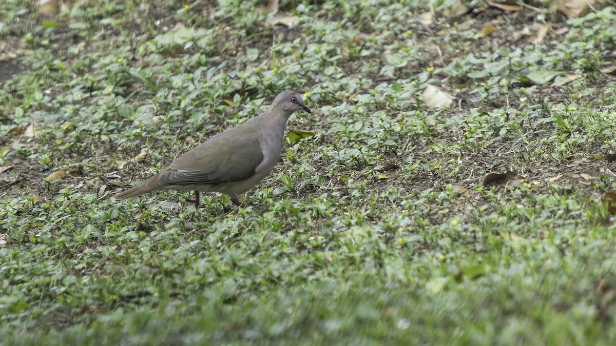 White-tipped Dove - ML622919886