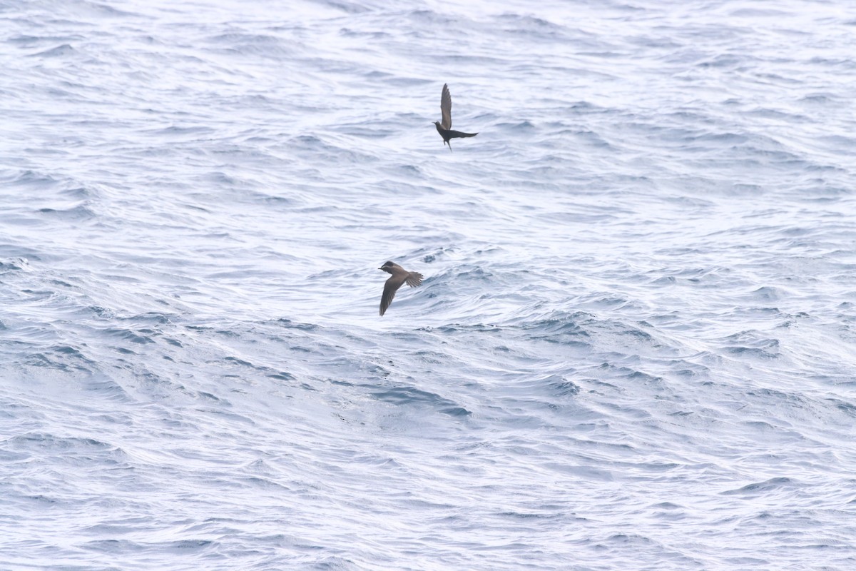 Brown Noddy - ML622919897