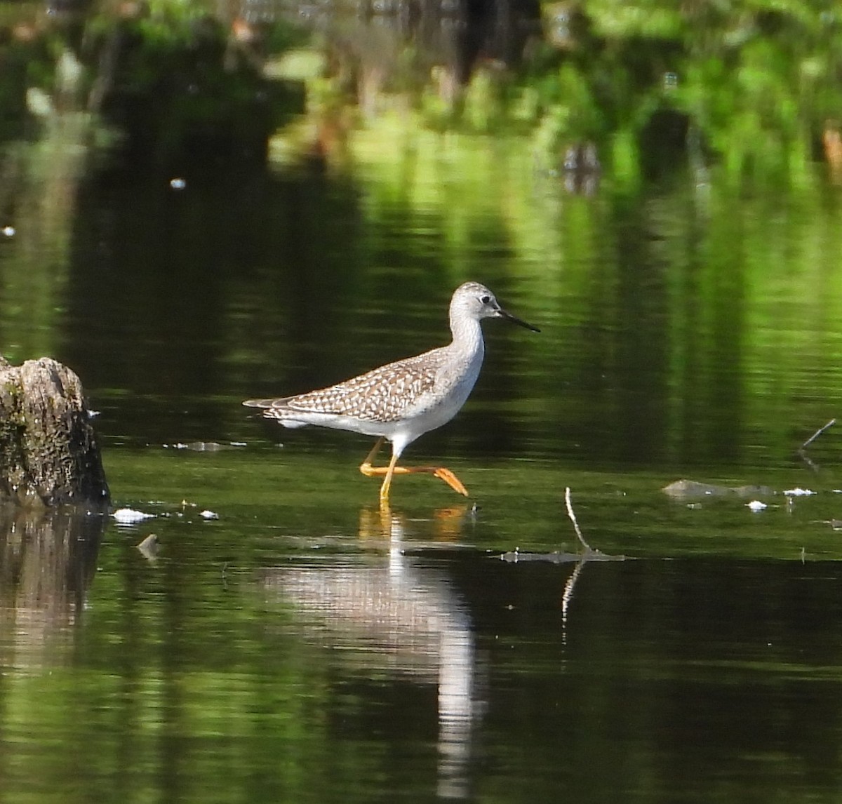 Lesser Yellowlegs - ML622919944