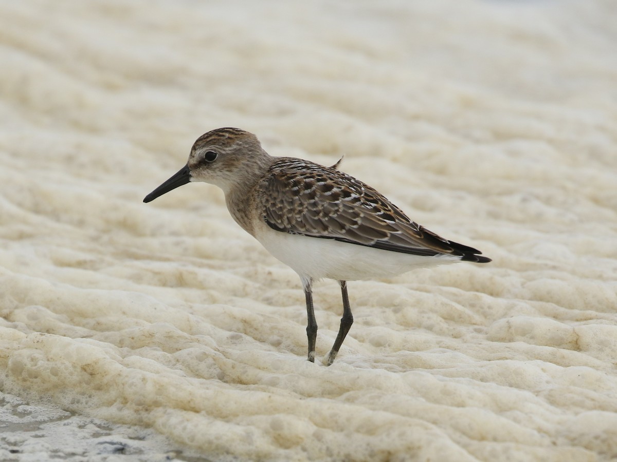 Semipalmated Sandpiper - ML622919945