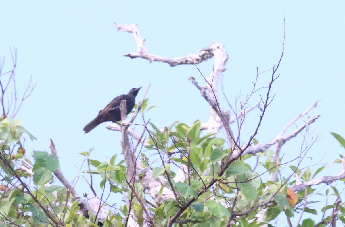 Samoan Starling - ML622919979