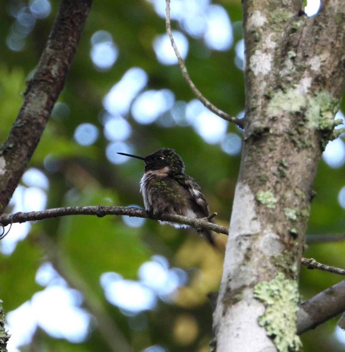 Ruby-throated Hummingbird - ML622920012