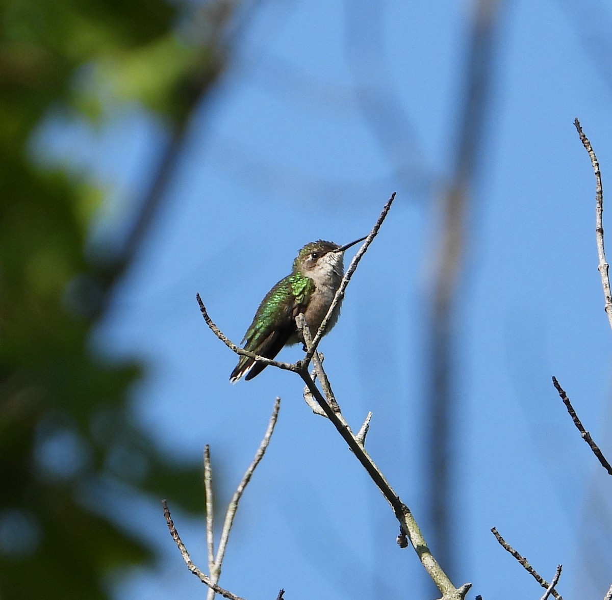 Ruby-throated Hummingbird - ML622920037