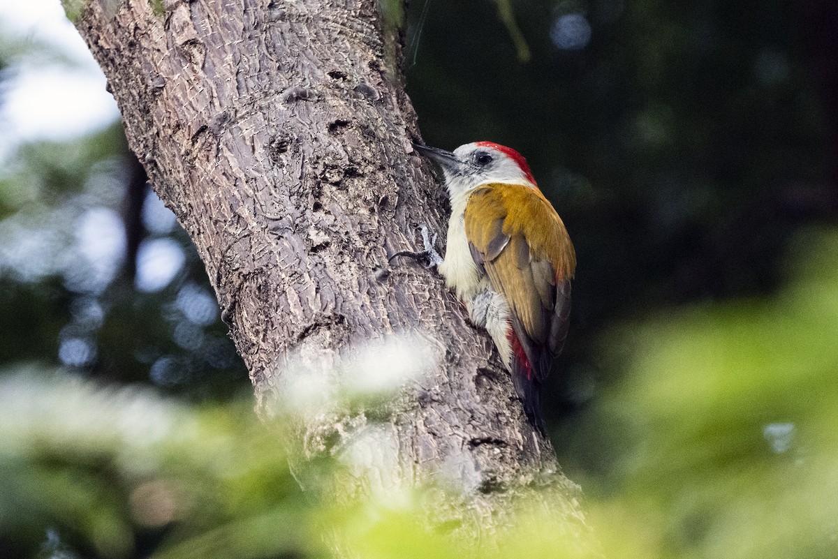 Mountain Gray Woodpecker - ML622920105