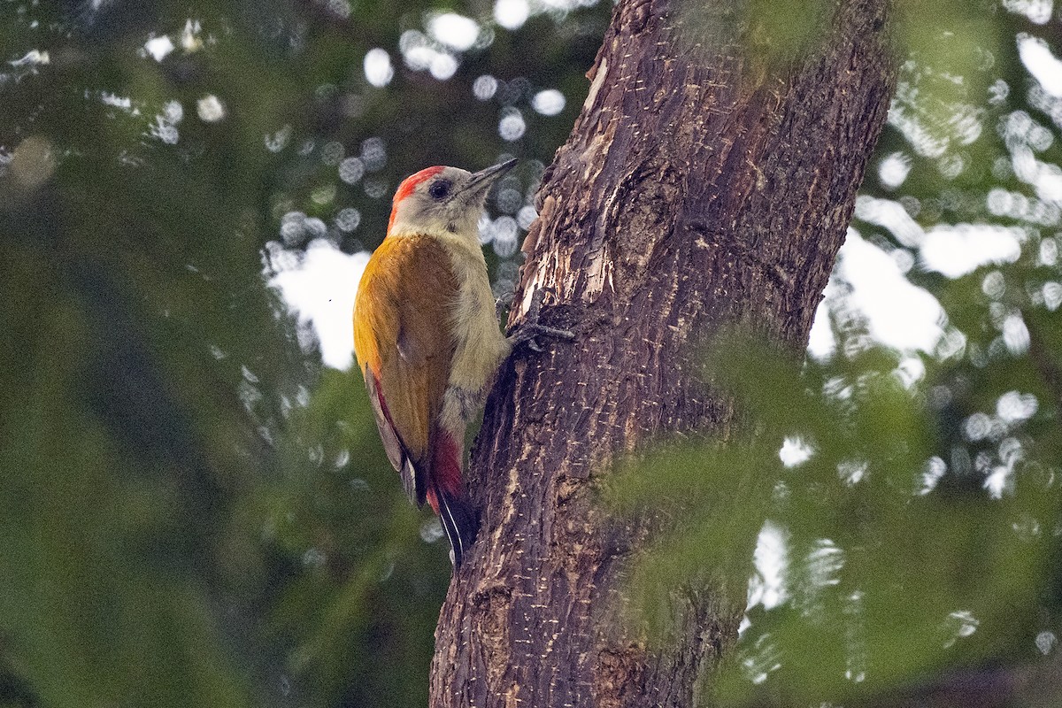 Mountain Gray Woodpecker - ML622920107