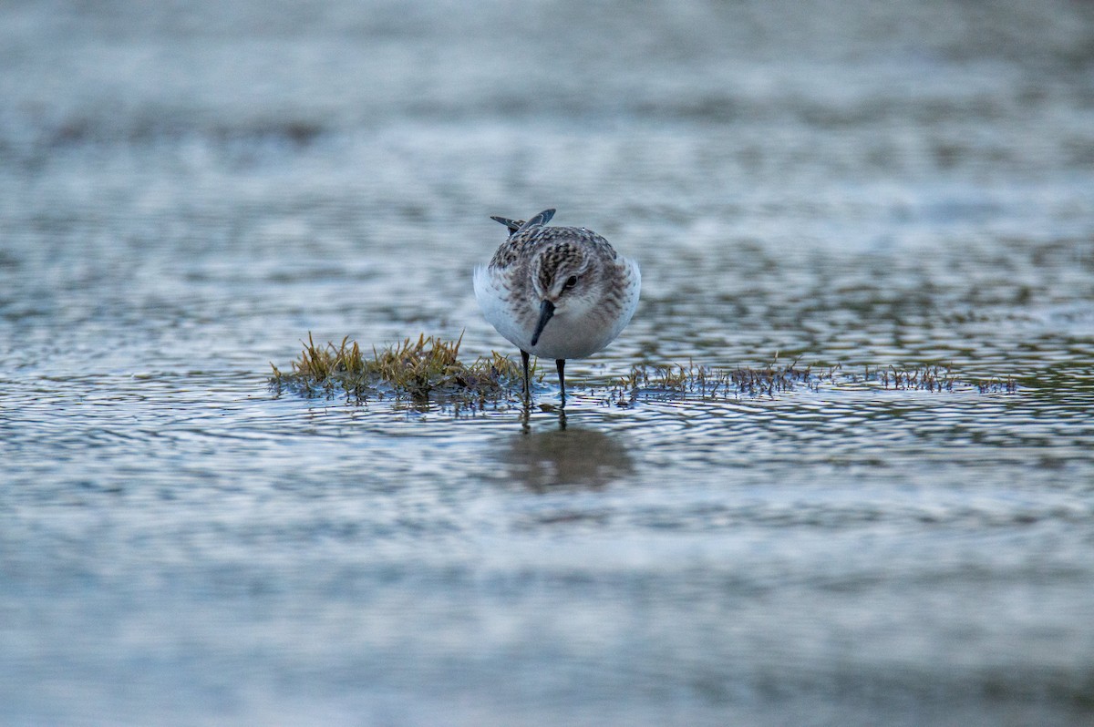 Bécasseau semipalmé - ML622920129