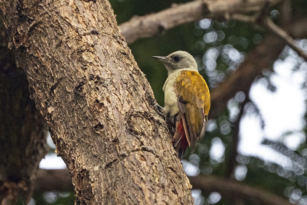 Mountain Gray Woodpecker - ML622920140