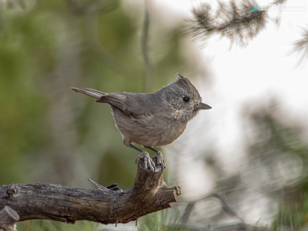 Juniper Titmouse - ML622920183