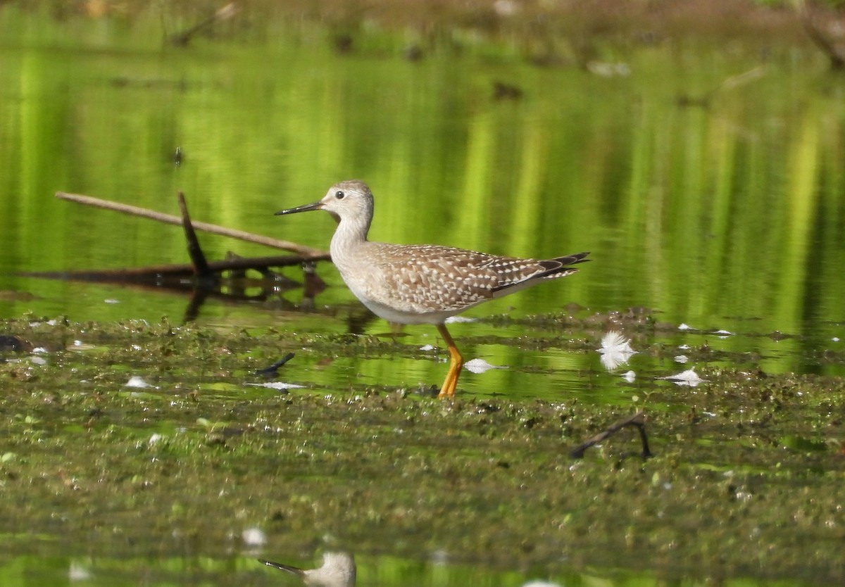 Lesser Yellowlegs - ML622920203