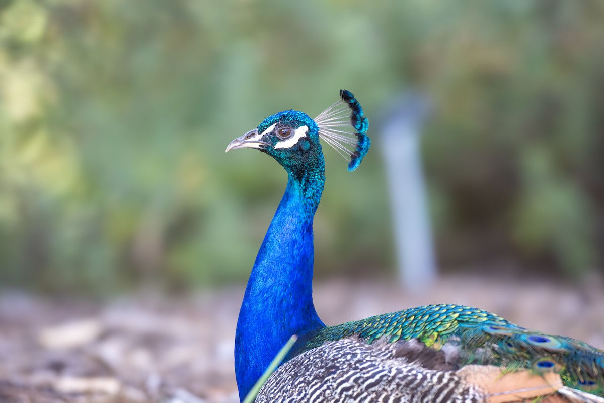 Indian Peafowl (Domestic type) - Billy Tran