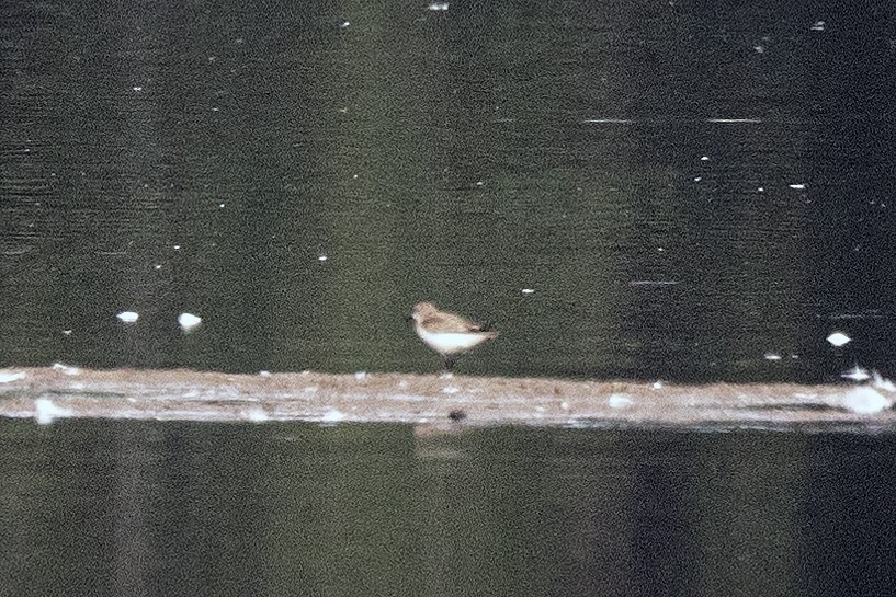 Calidris sp. (petit bécasseau sp.) - ML622920270