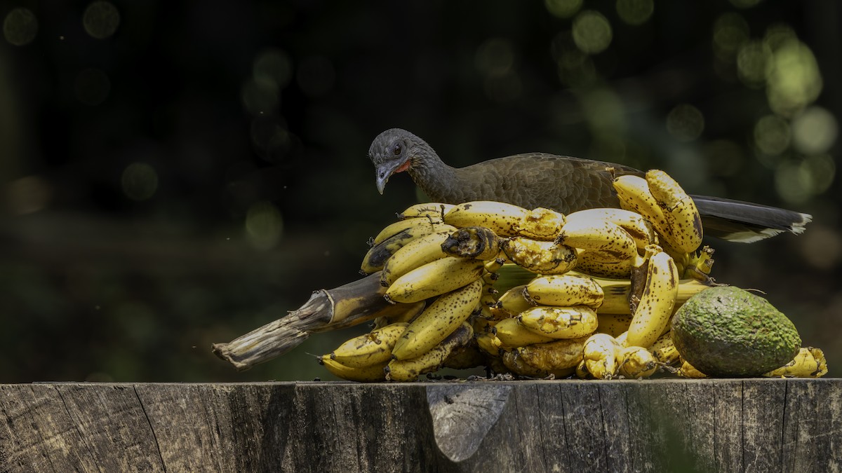 Chachalaca Ventriblanca - ML622920342